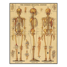 Load image into Gallery viewer, Skeletal System 1000 Piece Puzzle
