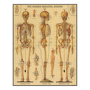 Skeletal System 1000 Piece Puzzle